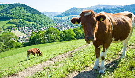 Münstertal im Schwarzwald